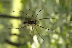Nephila pilipes