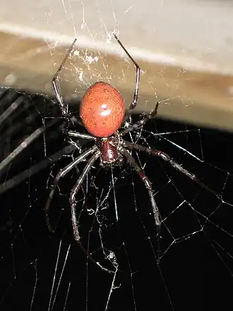 Nephilingis borbonica