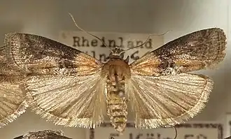 Sciota rhenella