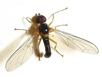 Nephrocerus scutellatus