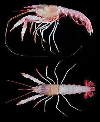 Nephropsis ensirostris