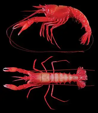 Nephropsis holthuisi