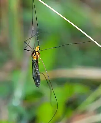 Nephrotoma australasiae