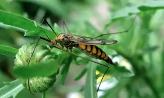 Nephrotoma pedunculata