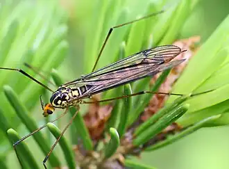 Nephrotoma crocata crocata