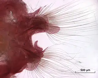 Haarachtige uitsteeksels op de parapoden van de borstelworm Nephtys longosetosa