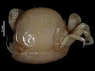 Nepinnotheres africanus