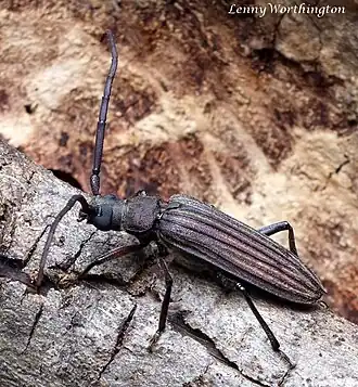 Nepiodes sulcipennis