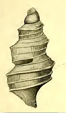 Nepotilla bathentoma