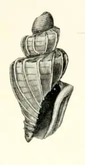 Nepotilla microscopica