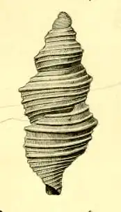 Nepotilla triseriata