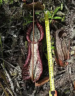 Onderbeker van ruim 30 centimeter