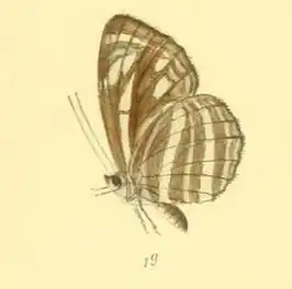 Neptis nata