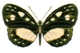 Neptis praslini