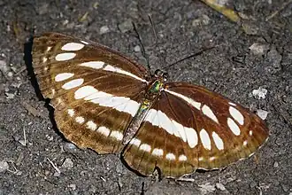 Neptis reducta