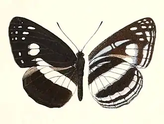 Neptis satina