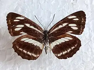 Neptis speyeri
