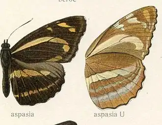 Phaedyma aspasia