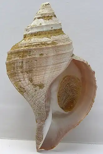 Neptunea laticostata