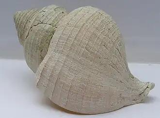 Neptunea pribiloffensis