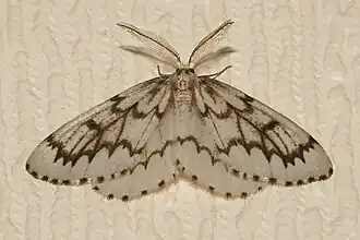 Nepytia phantasmaria