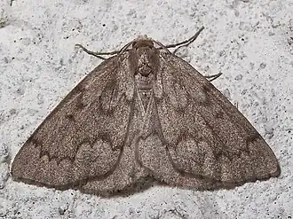 Nepytia semiclusaria