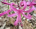 Nerine bowdenii