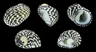 Nerita tessellata