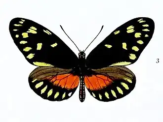 Heliconius godmani