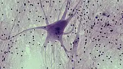 Nervous tissue spinal cord motor neuron