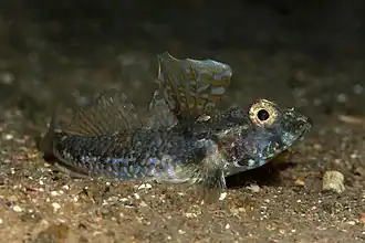 Nesogobius pulchellus