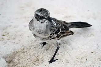 Españolaspotlijster