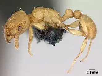 Nesomyrmex angulatus
