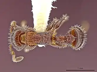 Nesomyrmex antoniensis