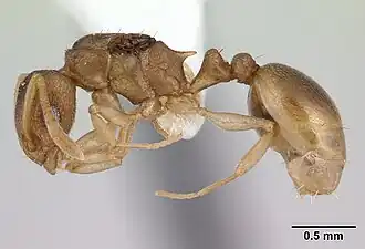 Nesomyrmex evelynae