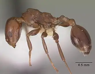 Nesomyrmex gibber