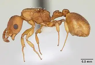 Nesomyrmex spininodis
