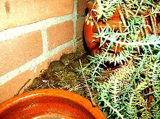 Nestje jonge roodborstjes