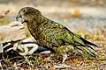 Kea (Nestor notabilis)