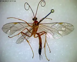 Netelia melanura
