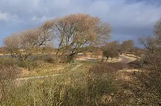 Meijendel, januari 2012