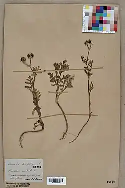 Herbarium exemplaren