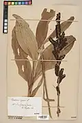 herbarium specimen