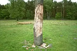 Aufgebäumter Stamm (detail)