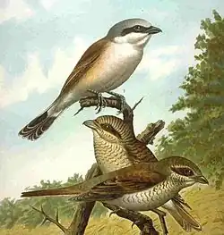 (1901), Naturgeschichte der Vögel Mitteleuropas