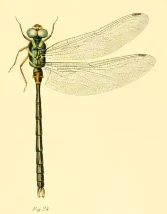 Neuraeschna claviforcipata