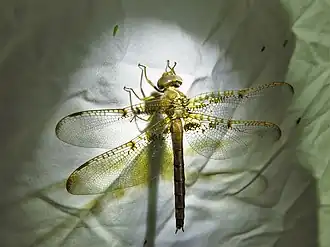 Neurocordulia xanthosoma