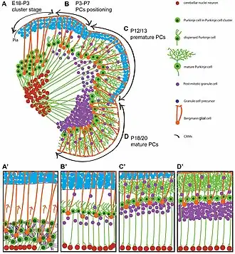 Migratie purkinje cellen tijdens de postnale ontwikkeling bij muizen