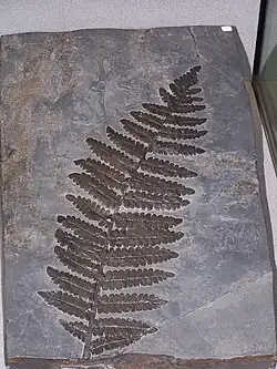 Neuropteris, fossiele varen