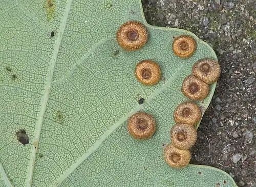 Satijnen knoopjesgallen